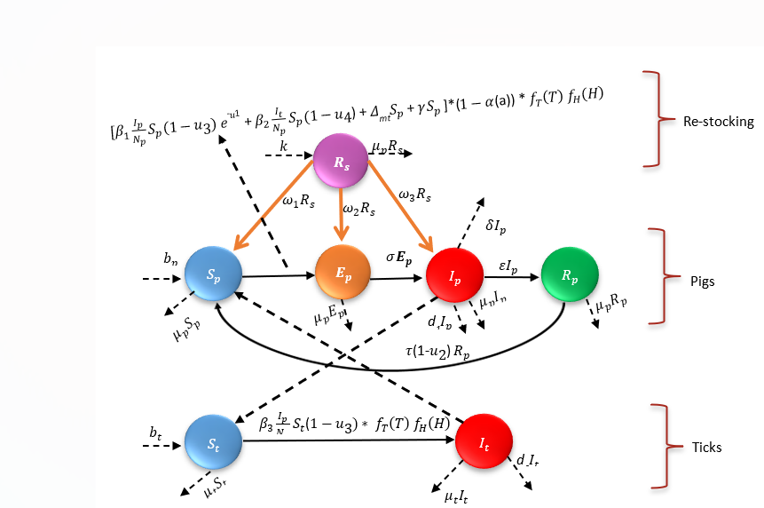 African Swine Fever Model